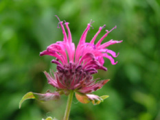 Monarda 'Scorpion' bestellen